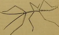 An illustration from A natural history of the animal kingdom : being a systematic and popular description of the habits, structure, and classification of animals, from the lowest to the highest forms. Arranged according to their organisation / by W. S. Dallas. (1860)