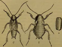 An illustration from A natural history of the animal kingdom : being a systematic and popular description of the habits, structure, and classification of animals, from the lowest to the highest forms. Arranged according to their organisation / by W. S. Dallas. (1860)