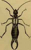 An illustration from A natural history of the animal kingdom : being a systematic and popular description of the habits, structure, and classification of animals, from the lowest to the highest forms. Arranged according to their organisation / by W. S. Dallas. (1860)