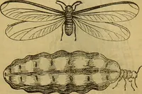 An illustration from A natural history of the animal kingdom : being a systematic and popular description of the habits, structure, and classification of animals, from the lowest to the highest forms. Arranged according to their organisation / by W. S. Dallas. (1860)