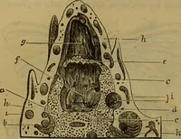An illustration from A natural history of the animal kingdom : being a systematic and popular description of the habits, structure, and classification of animals, from the lowest to the highest forms. Arranged according to their organisation / by W. S. Dallas. (1860)