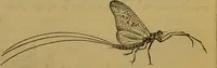 An illustration from A natural history of the animal kingdom : being a systematic and popular description of the habits, structure, and classification of animals, from the lowest to the highest forms. Arranged according to their organisation / by W. S. Dallas. (1860)