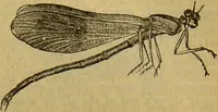 An illustration from A natural history of the animal kingdom : being a systematic and popular description of the habits, structure, and classification of animals, from the lowest to the highest forms. Arranged according to their organisation / by W. S. Dallas. (1860)