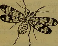 An illustration from A natural history of the animal kingdom : being a systematic and popular description of the habits, structure, and classification of animals, from the lowest to the highest forms. Arranged according to their organisation / by W. S. Dallas. (1860)