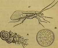 An illustration from A natural history of the animal kingdom : being a systematic and popular description of the habits, structure, and classification of animals, from the lowest to the highest forms. Arranged according to their organisation / by W. S. Dallas. (1860)