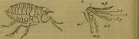 An illustration from A natural history of the animal kingdom : being a systematic and popular description of the habits, structure, and classification of animals, from the lowest to the highest forms. Arranged according to their organisation / by W. S. Dallas. (1860)