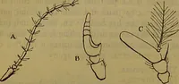 An illustration from A natural history of the animal kingdom : being a systematic and popular description of the habits, structure, and classification of animals, from the lowest to the highest forms. Arranged according to their organisation / by W. S. Dallas. (1860)