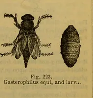 An illustration from A natural history of the animal kingdom : being a systematic and popular description of the habits, structure, and classification of animals, from the lowest to the highest forms. Arranged according to their organisation / by W. S. Dallas. (1860)