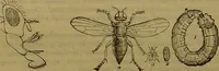 An illustration from A natural history of the animal kingdom : being a systematic and popular description of the habits, structure, and classification of animals, from the lowest to the highest forms. Arranged according to their organisation / by W. S. Dallas. (1860)