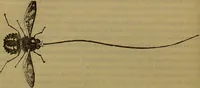 An illustration from A natural history of the animal kingdom : being a systematic and popular description of the habits, structure, and classification of animals, from the lowest to the highest forms. Arranged according to their organisation / by W. S. Dallas. (1860)