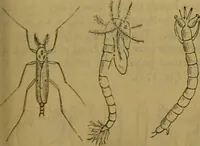 An illustration from A natural history of the animal kingdom : being a systematic and popular description of the habits, structure, and classification of animals, from the lowest to the highest forms. Arranged according to their organisation / by W. S. Dallas. (1860)