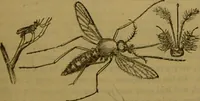 An illustration from A natural history of the animal kingdom : being a systematic and popular description of the habits, structure, and classification of animals, from the lowest to the highest forms. Arranged according to their organisation / by W. S. Dallas. (1860)