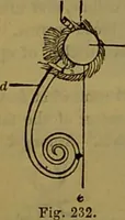 An illustration from A natural history of the animal kingdom : being a systematic and popular description of the habits, structure, and classification of animals, from the lowest to the highest forms. Arranged according to their organisation / by W. S. Dallas. (1860)