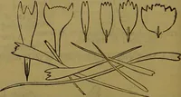 An illustration from A natural history of the animal kingdom : being a systematic and popular description of the habits, structure, and classification of animals, from the lowest to the highest forms. Arranged according to their organisation / by W. S. Dallas. (1860)