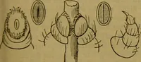 An illustration from A natural history of the animal kingdom : being a systematic and popular description of the habits, structure, and classification of animals, from the lowest to the highest forms. Arranged according to their organisation / by W. S. Dallas. (1860)