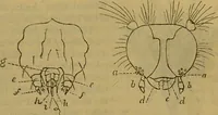 An illustration from A natural history of the animal kingdom : being a systematic and popular description of the habits, structure, and classification of animals, from the lowest to the highest forms. Arranged according to their organisation / by W. S. Dallas. (1860)