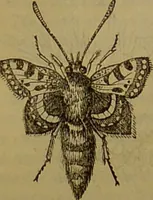 An illustration from A natural history of the animal kingdom : being a systematic and popular description of the habits, structure, and classification of animals, from the lowest to the highest forms. Arranged according to their organisation / by W. S. Dallas. (1860)