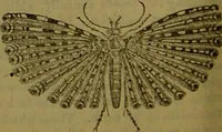An illustration from A natural history of the animal kingdom : being a systematic and popular description of the habits, structure, and classification of animals, from the lowest to the highest forms. Arranged according to their organisation / by W. S. Dallas. (1860)