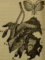 An illustration from A natural history of the animal kingdom : being a systematic and popular description of the habits, structure, and classification of animals, from the lowest to the highest forms. Arranged according to their organisation / by W. S. Dallas. (1860)