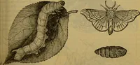 An illustration from A natural history of the animal kingdom : being a systematic and popular description of the habits, structure, and classification of animals, from the lowest to the highest forms. Arranged according to their organisation / by W. S. Dallas. (1860)