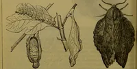 An illustration from A natural history of the animal kingdom : being a systematic and popular description of the habits, structure, and classification of animals, from the lowest to the highest forms. Arranged according to their organisation / by W. S. Dallas. (1860)