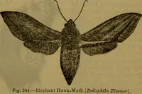 An illustration from A natural history of the animal kingdom : being a systematic and popular description of the habits, structure, and classification of animals, from the lowest to the highest forms. Arranged according to their organisation / by W. S. Dallas. (1860)