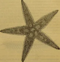 An illustration from A natural history of the animal kingdom : being a systematic and popular description of the habits, structure, and classification of animals, from the lowest to the highest forms. Arranged according to their organisation / by W. S. Dallas. (1860)