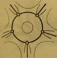 An illustration from A natural history of the animal kingdom : being a systematic and popular description of the habits, structure, and classification of animals, from the lowest to the highest forms. Arranged according to their organisation / by W. S. Dallas. (1860)
