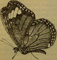 An illustration from A natural history of the animal kingdom : being a systematic and popular description of the habits, structure, and classification of animals, from the lowest to the highest forms. Arranged according to their organisation / by W. S. Dallas. (1860)