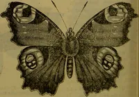 An illustration from A natural history of the animal kingdom : being a systematic and popular description of the habits, structure, and classification of animals, from the lowest to the highest forms. Arranged according to their organisation / by W. S. Dallas. (1860)