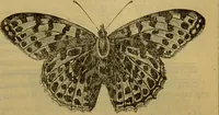 An illustration from A natural history of the animal kingdom : being a systematic and popular description of the habits, structure, and classification of animals, from the lowest to the highest forms. Arranged according to their organisation / by W. S. Dallas. (1860)