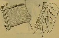 An illustration from A natural history of the animal kingdom : being a systematic and popular description of the habits, structure, and classification of animals, from the lowest to the highest forms. Arranged according to their organisation / by W. S. Dallas. (1860)