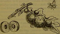 An illustration from A natural history of the animal kingdom : being a systematic and popular description of the habits, structure, and classification of animals, from the lowest to the highest forms. Arranged according to their organisation / by W. S. Dallas. (1860)