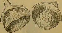 An illustration from A natural history of the animal kingdom : being a systematic and popular description of the habits, structure, and classification of animals, from the lowest to the highest forms. Arranged according to their organisation / by W. S. Dallas. (1860)