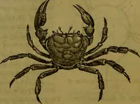 An illustration from A natural history of the animal kingdom : being a systematic and popular description of the habits, structure, and classification of animals, from the lowest to the highest forms. Arranged according to their organisation / by W. S. Dallas. (1860)