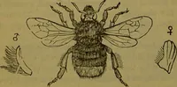 An illustration from A natural history of the animal kingdom : being a systematic and popular description of the habits, structure, and classification of animals, from the lowest to the highest forms. Arranged according to their organisation / by W. S. Dallas. (1860)
