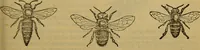 An illustration from A natural history of the animal kingdom : being a systematic and popular description of the habits, structure, and classification of animals, from the lowest to the highest forms. Arranged according to their organisation / by W. S. Dallas. (1860)