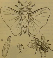 An illustration from A natural history of the animal kingdom : being a systematic and popular description of the habits, structure, and classification of animals, from the lowest to the highest forms. Arranged according to their organisation / by W. S. Dallas. (1860)