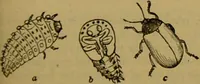 An illustration from A natural history of the animal kingdom : being a systematic and popular description of the habits, structure, and classification of animals, from the lowest to the highest forms. Arranged according to their organisation / by W. S. Dallas. (1860)