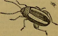 An illustration from A natural history of the animal kingdom : being a systematic and popular description of the habits, structure, and classification of animals, from the lowest to the highest forms. Arranged according to their organisation / by W. S. Dallas. (1860)