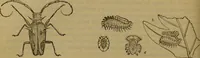 An illustration from A natural history of the animal kingdom : being a systematic and popular description of the habits, structure, and classification of animals, from the lowest to the highest forms. Arranged according to their organisation / by W. S. Dallas. (1860)