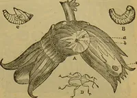 An illustration from A natural history of the animal kingdom : being a systematic and popular description of the habits, structure, and classification of animals, from the lowest to the highest forms. Arranged according to their organisation / by W. S. Dallas. (1860)
