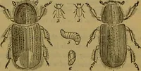 An illustration from A natural history of the animal kingdom : being a systematic and popular description of the habits, structure, and classification of animals, from the lowest to the highest forms. Arranged according to their organisation / by W. S. Dallas. (1860)