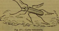 An illustration from A natural history of the animal kingdom : being a systematic and popular description of the habits, structure, and classification of animals, from the lowest to the highest forms. Arranged according to their organisation / by W. S. Dallas. (1860)
