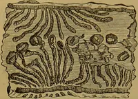 An illustration from A natural history of the animal kingdom : being a systematic and popular description of the habits, structure, and classification of animals, from the lowest to the highest forms. Arranged according to their organisation / by W. S. Dallas. (1860)