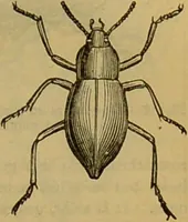 An illustration from A natural history of the animal kingdom : being a systematic and popular description of the habits, structure, and classification of animals, from the lowest to the highest forms. Arranged according to their organisation / by W. S. Dallas. (1860)