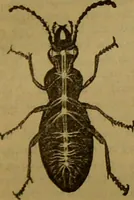 An illustration from A natural history of the animal kingdom : being a systematic and popular description of the habits, structure, and classification of animals, from the lowest to the highest forms. Arranged according to their organisation / by W. S. Dallas. (1860)