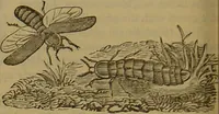 An illustration from A natural history of the animal kingdom : being a systematic and popular description of the habits, structure, and classification of animals, from the lowest to the highest forms. Arranged according to their organisation / by W. S. Dallas. (1860)