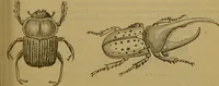 An illustration from A natural history of the animal kingdom : being a systematic and popular description of the habits, structure, and classification of animals, from the lowest to the highest forms. Arranged according to their organisation / by W. S. Dallas. (1860)