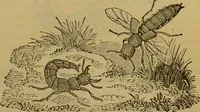 An illustration from A natural history of the animal kingdom : being a systematic and popular description of the habits, structure, and classification of animals, from the lowest to the highest forms. Arranged according to their organisation / by W. S. Dallas. (1860)